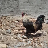 خروس گلین