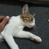 واگذاری گربه خانگی آروم و با ادب