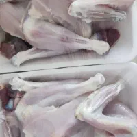 مرغ و خروس محلی|حیوانات مزرعه|شیراز, عادل آباد|دیوار