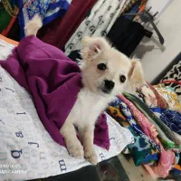 سگ پامر اشپیتز و شیتزو تریر