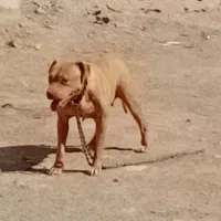 پیتبول ماده
