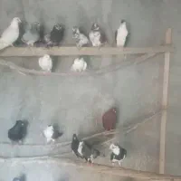 کفتر