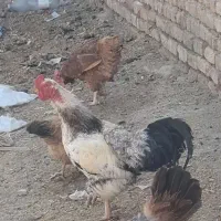 ۲ عدد خروس