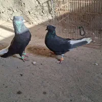 یه جفت کفتر کلاغ دم سفید
