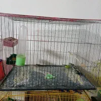 قفس با جاآبی و جا غذایی و ۳ عدد لانه فنچ ۲۵۰