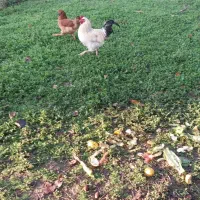 خروس گلین لری و مرندی و محلی و انواع دیگر|حیوانات مزرعه|لاهیجان, لفمجان|دیوار