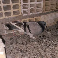 کفتر مسافتی