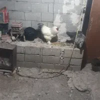 مرغ وخروس برهما