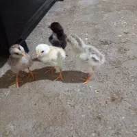 جوجه لاری اصل