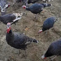 بقلمون نر وماده