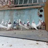 کبوتر طوقی شازده. سفید|پرنده|اصفهان, باب الدشت|دیوار
