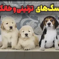 سگ پیدا شده