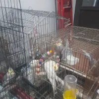 عروس هلندی|پرنده|ری, فیروزآبادی|دیوار