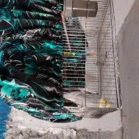 عروس سخنگو|پرنده|کرج, خرمدشت|دیوار