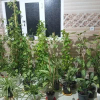 فروش انواع گل های پتوس و...