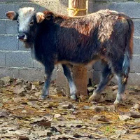 6 راس گاو .. لیشه چالوسی