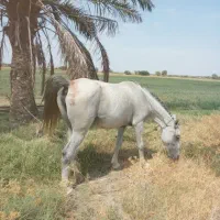 اسب