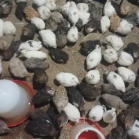 بلدرچین بالغ ۹۰ روزه