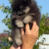 پامرانین ماده جیبی