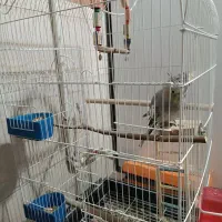 دو عدد عروس هلندی|پرنده|قرچک, مهدیه|دیوار