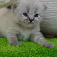 بچه گربه های هیمالین