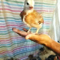 جوجه اصل گلپایگانی