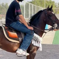 اسب کورد|اسب و تجهیزات اسب‌سواری|سبزوار, جوادیه شرقی|دیوار