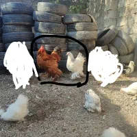 یک جفت مرغ خروس برهما کیفیت کم نظیر