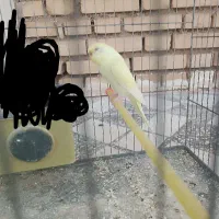 مرغ عشق ماده