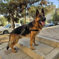 فروش ژرمن شپهرد مو کوتاه نر بالغ اصیل گرید A+|سگ|تهران, جردن|دیوار