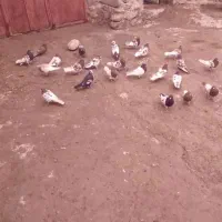 ۱۰۰۰|پرنده|سراب, |دیوار