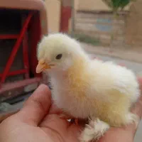 فروش جوجه برهما وارداتی نژاد غول پیکر کیفیت فول