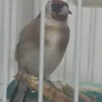 ۲عددسهره غریب