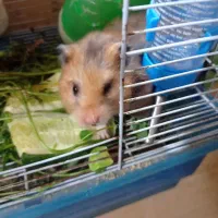 همستر زیبا ماده همراه باقفس