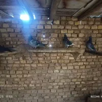 پرشی|پرنده|اشکذر, |دیوار