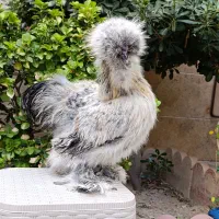 ست ابریشمی کوپال۲ مرغ و ۱ خروس