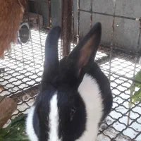 فروش خرگوش های زیبا و باهوش|موش و خرگوش|ری, جوانمرد قصاب|دیوار