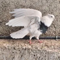 طوقی|پرنده|زنجان, |دیوار