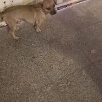 پیدا شدن سگ پا کوتاه درشهرزرقان