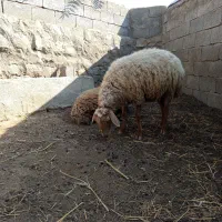 پنج تا گوسفند|حیوانات مزرعه|دره رود, |دیوار