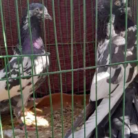 جفتی یک تومن معاوضه هم میشه با بُز