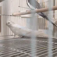 عروس هلندی البینو