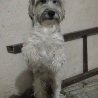 سگ نژاد دار