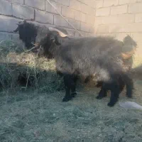 فروشگوسفندنرفقطگوشتی|حیوانات مزرعه|فهرج, |دیوار