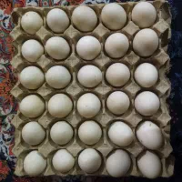ارگانیک|خوردنی و آشامیدنی|سبزوار, توحیدشهر|دیوار