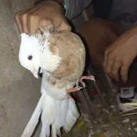 طوقی|پرنده|لنده, |دیوار