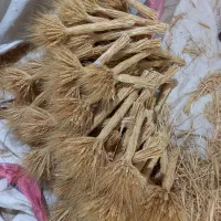 گل گندم|گل و گیاه طبیعی|ملارد, |دیوار