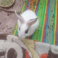 خرگوش مینیاتوری بسیار زیبا