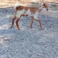کهره.نر