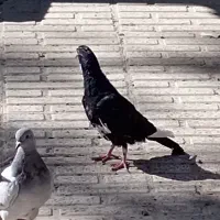 پلنگ|پرنده|کرمان, |دیوار